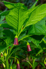 Scopolia carniolica, the European scopolia or henbane bell, is a poisonous plant belonging to the family Solanaceae