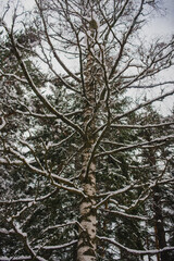 Snowy winter pine forest on a frosty day