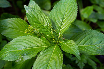 In the spring in the wild Mercurialis perennis grows in the forest