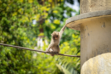 Macaca fuscata