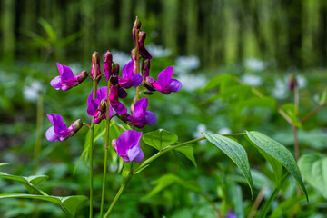 Flowers of spring vetchling Lathyrus vernus plant in wild nature. May