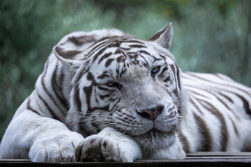 Fototapeta na wymiar White Tiger