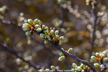 Buds prunus avium, commonly called wild cherry, sweet cherry, gean, or bird cherry. Budbreak. Springtime