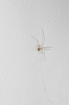 Spider with long limbs on a white ceiling. Indoor spiders. Pholus phalangioides.