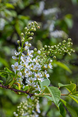 Selective focus photo. Bird cherry tree , Prunus padus blooming