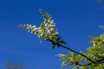 Selective focus photo. Bird cherry tree , Prunus padus blooming