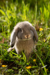 petit lapin nain dans un jardin