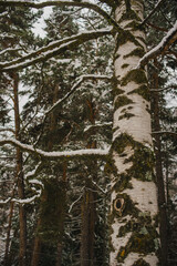 Snowy winter pine forest on a frosty day