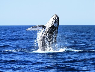 Obraz premium Majestic humpback whale breaching, ocean spray, powerful emergence, deep blue sea, clear horizon, sunlit water droplets, dynamic wildlife photography