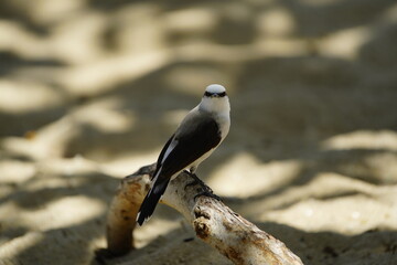 Masked water tyrant (Fluvicola nengeta) is a species of bird in the family Tyrannidae.