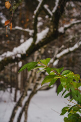 Snowy winter pine forest on a frosty day