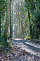 path in the woods