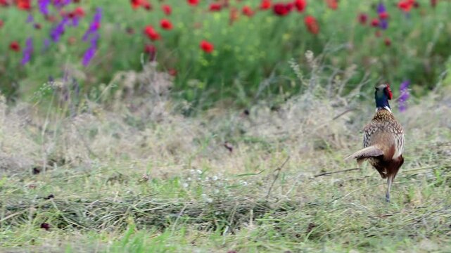 Common Pheasant running and hiding in a field of wild poppies. Slow motion.
