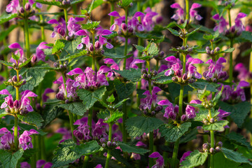 Pink flowers of spotted dead-nettle Lamium maculatum. Medicinal plants in the garden