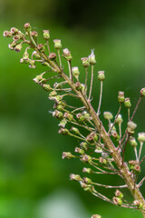 Inflorescences of butterbur, pestilence wort, Petasites hybridus.Blossom, Common butterbur. A blooming butterbur Petasites hybridus flower in the meadow