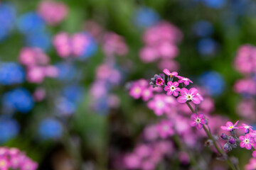 Spring Bloom - Vibrant Forget-Me-Not Flowers in Shades of Blue and Pink in a Natural Setting