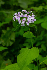 In spring, Lunaria rediviva blooms in the wild in the forest