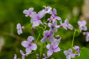 Lunaria rediviva, known as perennial honesty. Beautiful light purple flowers in bloom