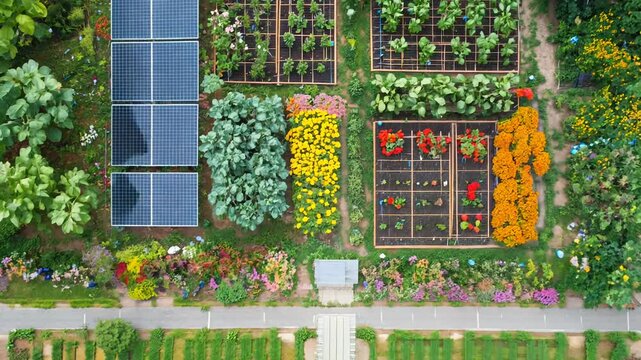 Aerial view of vibrant community garden with solar panels, featuring diverse plants in colorful rectangular plots.  Overhead shot showcasing sustainable