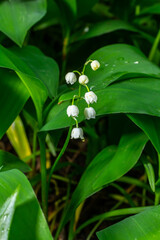 Obraz premium Lily of the valley, Convallaria majalis, growing wild, white fragrant flowers, detail