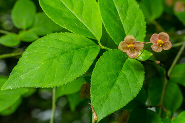 Little flowers of Euonymus verrucosus or spindle tree