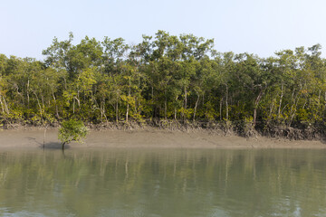 Sailing in beautiful mangrove forest of Sundarban tiger reserve, India