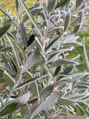 Olive tree branches in frost in autumn