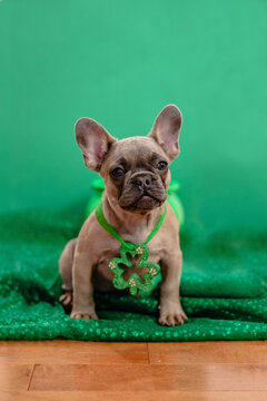 Puppy 4th Of July Outfit Petitebelle Green Sequins Clover Puppy