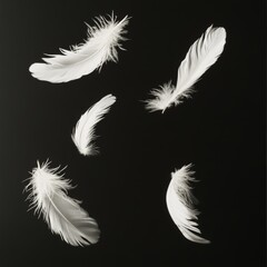Obraz premium Feathers on a black background with space for text. Vector illustration.
