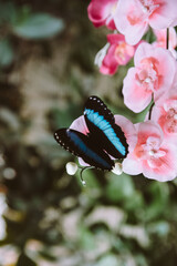 butterfly on flower