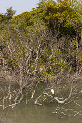 Little egret perched on mangrove tree at Sundarban tiger reserve, India
