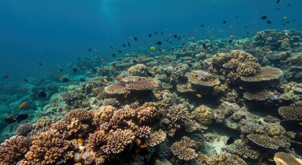 Obraz premium Vibrant Coral Reef with Colorful Fish