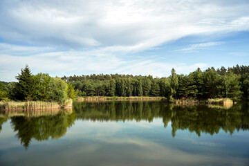 deciduous forest and lake shores covered with reeds during summer