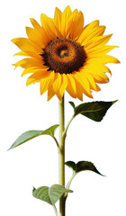 Obraz premium PNG Sun flower against a clear sky sunflower blossom nature.