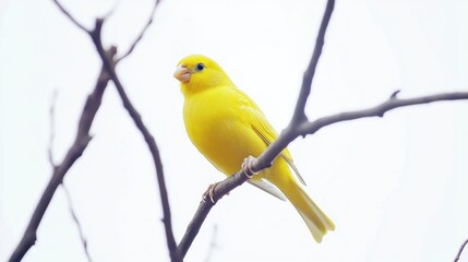 Fototapeta premium Yellow Canary Perched on Branch, Winter Background, Nature Photography