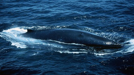 Obraz premium Majestic Whale: A Gentle Giant of the Ocean