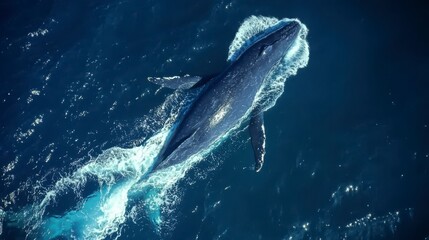 Obraz premium Majestic Whale: A Gentle Giant of the Ocean