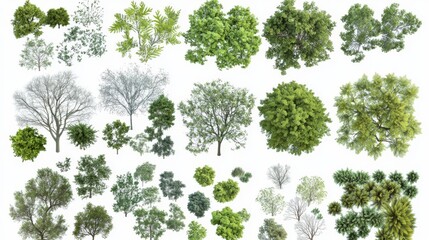 A set of trees rendered from a top view, 3D illustration, suitable for digital composition, illustration, 2D plans, and architecture visualization