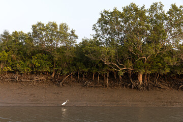 Great egret and beautiful mangrove forest of Sundarban tiger reserve, India