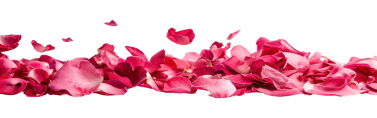 Vibrant pink rose petals scattered