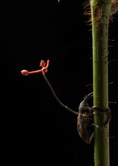 cordyceps growing on weevil