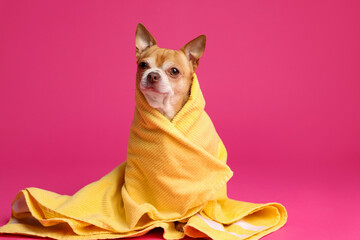 Cute funny dog wrapped in towel on pink background