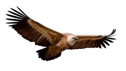 Fototapeta premium A bald eagle soars through the sky with its powerful wings spread wide, symbolizing freedom and strength in American wildlife photography