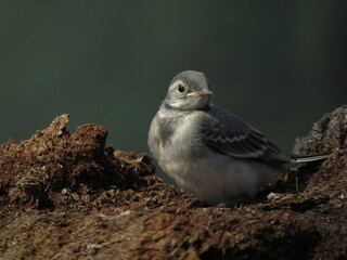 Little bird in the forest