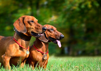 Two dachshunds stand on the grass in the park