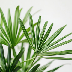 Obraz premium Green palm leaves close-up on white background