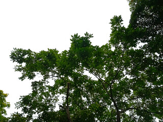 Fototapeta premium A tree with green leaves on its branches under a bright blue sky