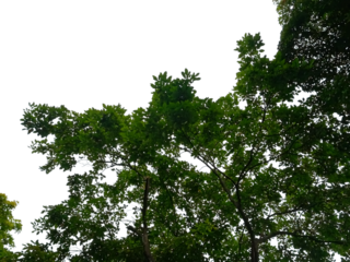 A tree with green leaves on its branches under a bright blue sky