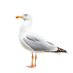 Seagull isolated
