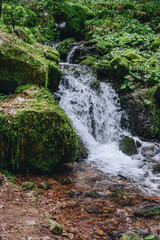 Obraz premium Mountain river water flow in green Alps forest. River stream waterfall in forest landscape. Scenic view of rocky mountains covered with snow located near hooker river flowing through rocks on sunny